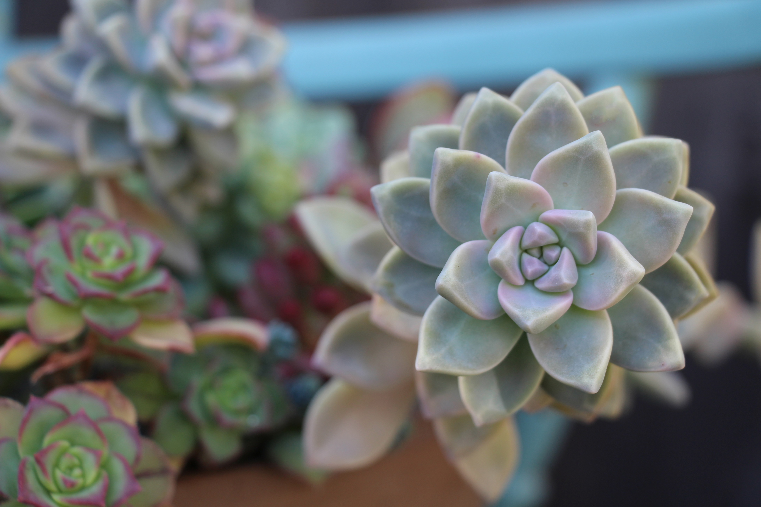 seaside-succulents-a-garden-tour-needlesandleaves_net.jpg